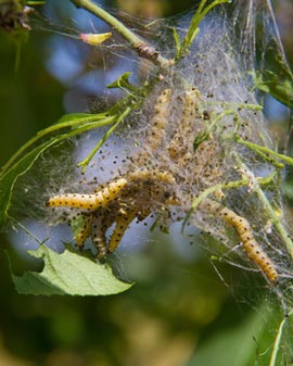 Gefährliches Ungeziefer im Garten: Eichenprozessionsspinner