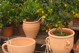 Raumbegrünung Berlin mit großen Pflanzen in Töpfen