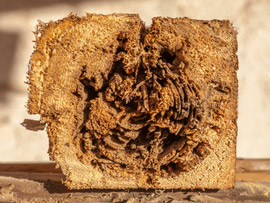 Holz in Berlin ist anfällig gegen Schädlinge