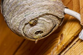 Wespennest in einer Gartenhütte Berlin